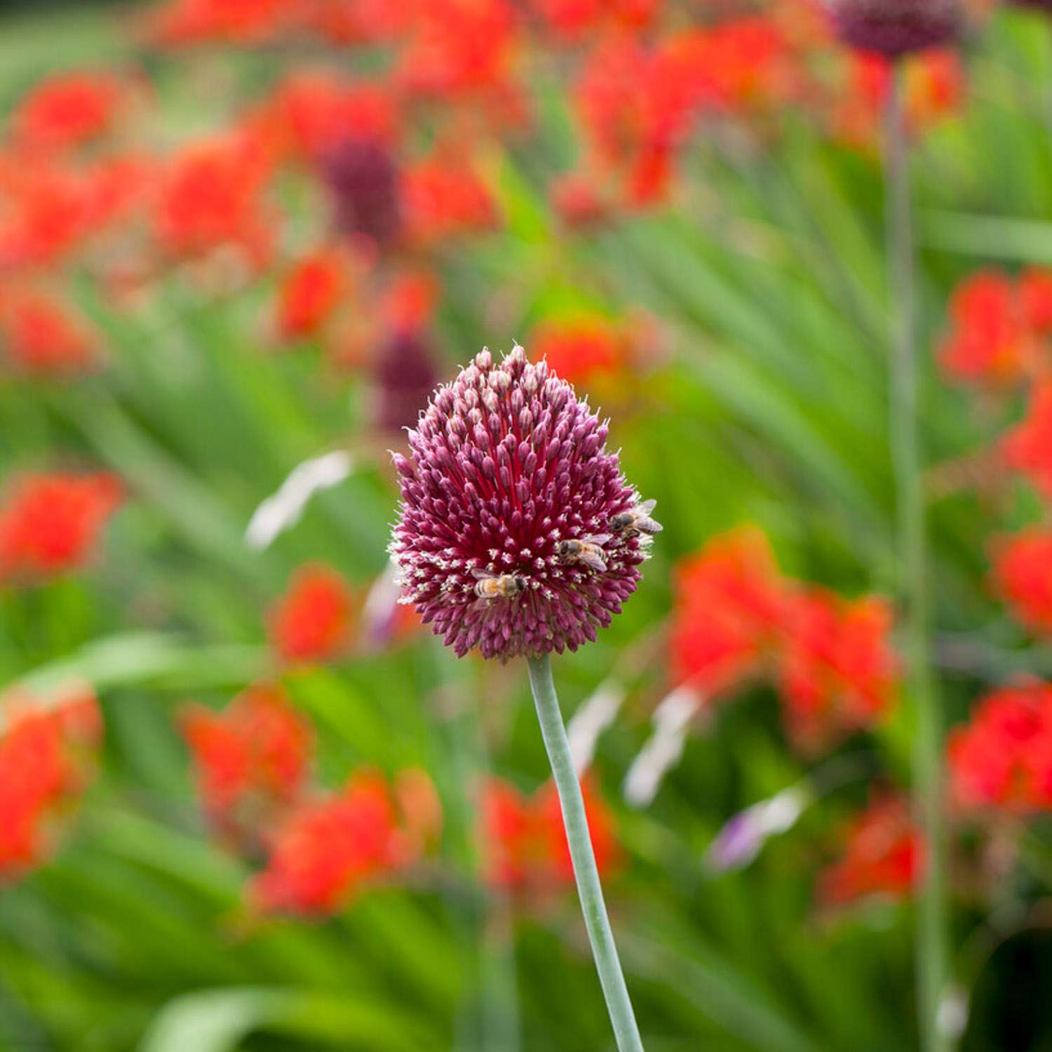 Allium (Zierlauch) 'Red Mohican'